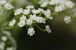 Water cowbane